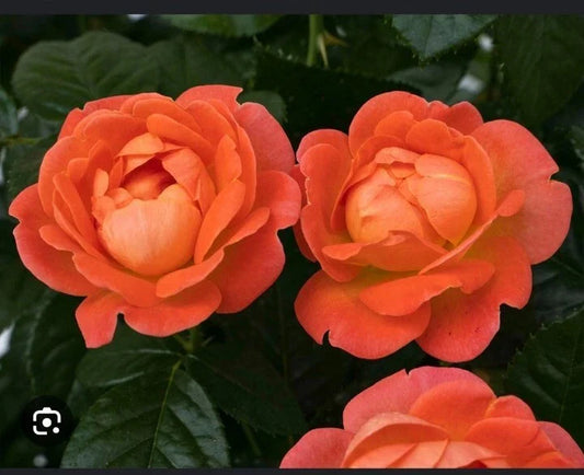 Coral Knock Out Rose Starter Plant - 1 Live Plant in 2.5 Inch Pot - Rosa 'Knock Out'