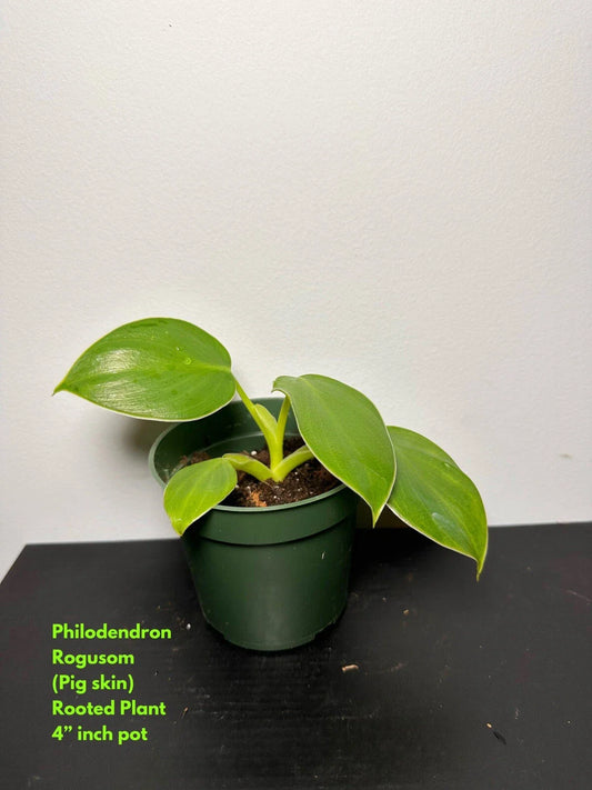 Philodendron Rogusom Rooted Top Cutting - Pig Skin Variety - Tropical Houseplant for Indoor Decor