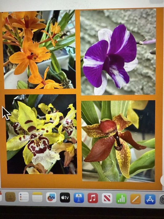 Orchid Plant Bulb Set of 2 - Surprise Varieties - Perfect for Home Decor - Orchidaceae