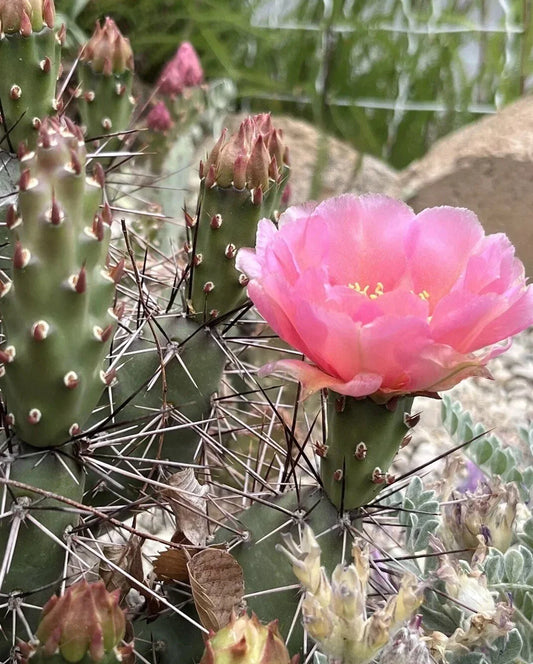 Prickly Pear Cactus Cutting - Coral Rose - Cold Hardy Opuntia debreczyi - Succulent Plant for Gardens and Landscapes