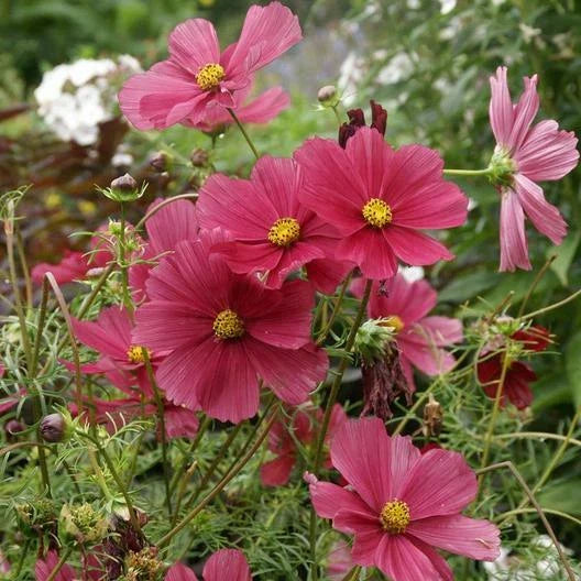 Cosmos Seeds - 200 Non-GMO Dazzler Variety - 2-4" Blooms - Attracts Pollinators & Butterflies - Ideal for Gardens