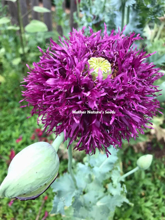 Poppy Seeds DOUBLE BLOOMS Mix - 2000 Non-GMO Peony Flowers, Large Pods - Papaver somniferum