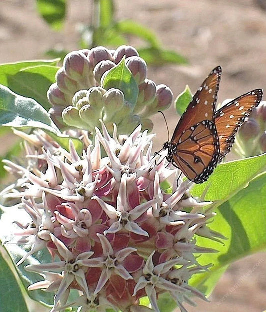 Showy Milkweed Seeds - 51+ Native Wildflower for Container Garden - Asclepias tuberosa - Heat & Cold Tolerant