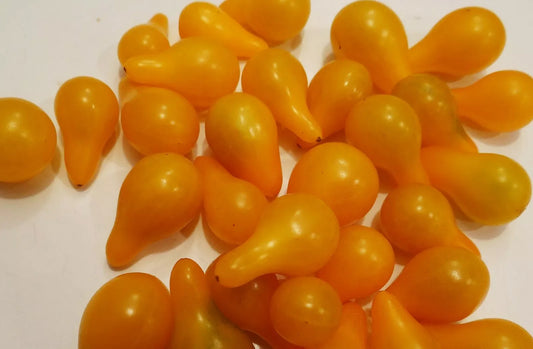 Yellow Pear Tomato Seeds - 85 Heirloom Seeds - Solanum lycopersicum - GroCo USA