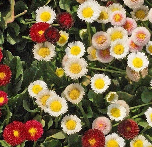 English Daisy Seed Mix - 500 Seeds | Bellis perennis | Wildflower Groundcover for Gardens