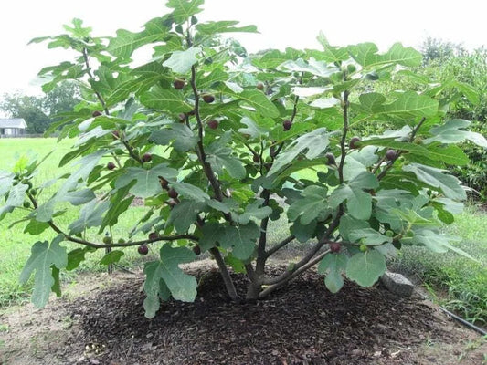 Chicago Hardy Fig Live Plant 4 Inch Pot Ficus carica Chicago Hardy Edible Fruit Container Tree