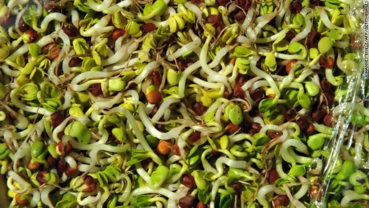 Bulk Sprouting Mix - Health Blend - Nutrient-Dense Powerhouse of Nutrition - Sprout Seeds Mix