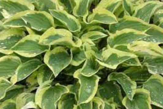 Hosta Plant - Medium - Pilgrim Variety - Shade-Tolerant Perennial (Hosta spp.)