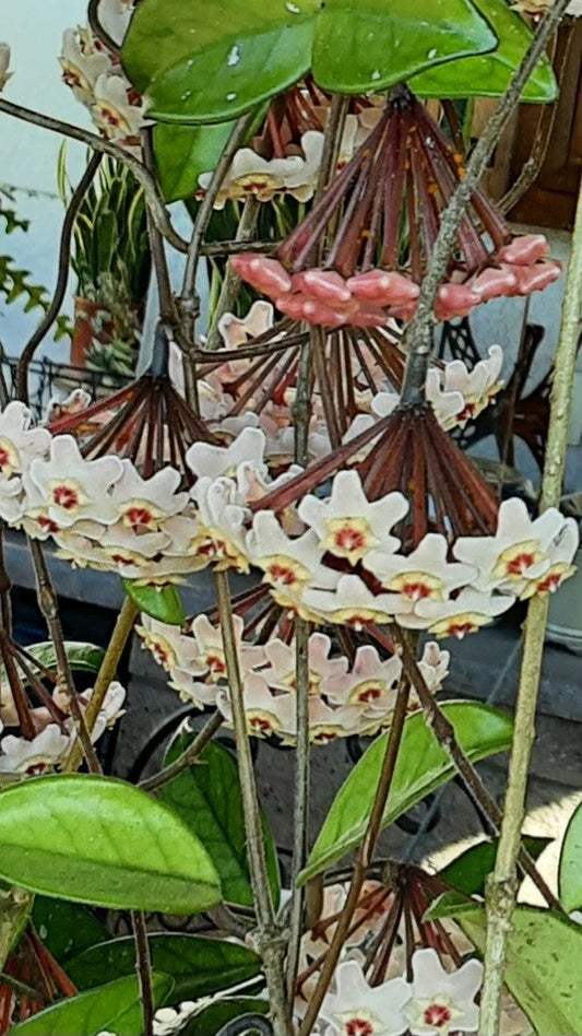 Hoya Obovata Wax Rooted Plant - 15" Indoor Houseplant - Easy Care Hoya Variety - Perfect for Home Decor