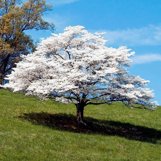 Dogwood Tree Seeds - White American Flowering - Cornus florida - Fall Color, Hardy Zone 5