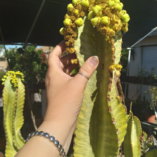 Rare Euphorbia Cutting 22" Ammak Variegated African Candelabra - Unique Plant Propagation