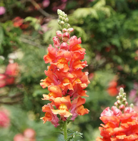 Snapdragon Seeds - 1000 Non-GMO Orange Wonder Cut Flowers - Attracts Hummingbirds - Antirrhinum majus