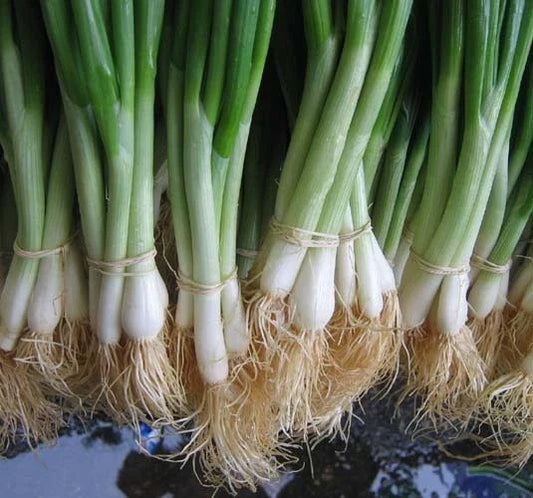 Tokyo White Bunching Onion Seeds - 100 Count Packet - Mild, Crisp, Sweet - Allium fistulosum