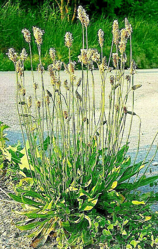 English Plantain Seeds 1001 Pack, Hardy Medicinal Herb, Plantago Lanceolata, Natural Remedy for Health