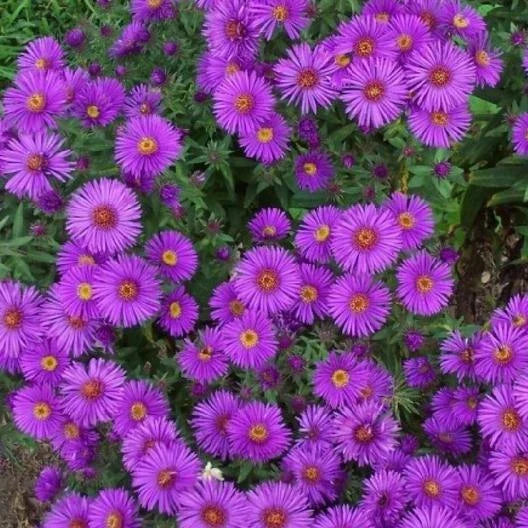 New England Aster Seeds - Purple Perennial Heirloom - Non-GMO - 500 Seeds - Fall Planting - Aster novae-angliae