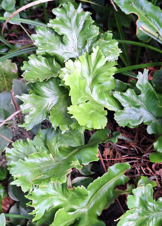 Crested Tongue Fern Seeds 1000 Spores Cold Hardy (Asplenium scolopendrium) - Maries Green Garden