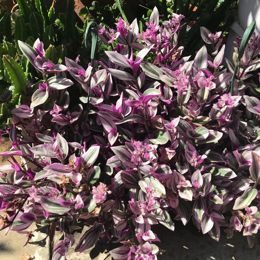 Tradescantia Nanouk Cuttings - 7 Healthy Stem Cuttings for Indoor Plant Propagation - Variegated Purple & Green Foliage