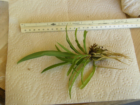 Spider Plant Bare Root Pup - Chlorophytum Comosum - Green Houseplant for Indoor Gardening and Air Purification