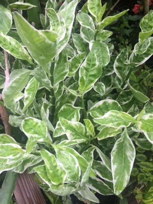 Devil's Backbone Cuttings - 9 Cuttings + 1 Rooted Cutting - Euphorbia tithymaloides variegata