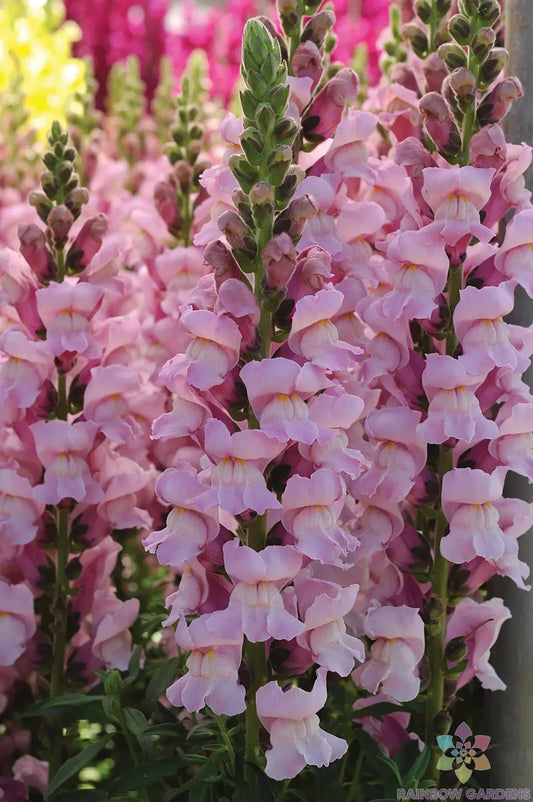 Potomac Lavender Snapdragon Seeds - 1000+ Seeds for Garden - Antirrhinum majus - USA Grown - Free Shipping
