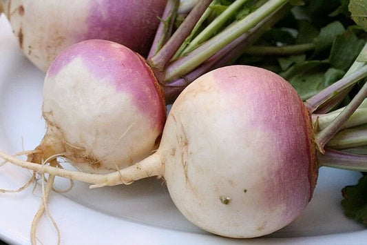 Turnip Vegetable Seeds - Non-GMO 20 Pack - Brassica rapa - Free USA Shipping