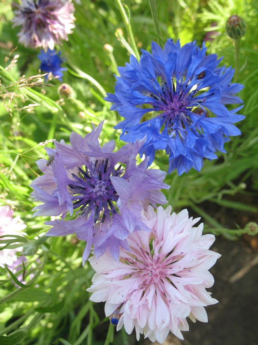 Bachelor Button Seeds Mix - 175 Seeds - Colorful Bachelor's Buttons - Centaurea cyanus - GroCo USA