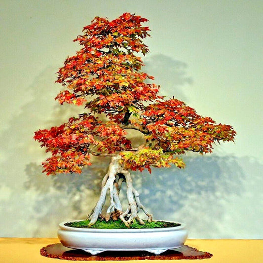 Trident Maple Tree Seeds - 20 Pack - Acer buergerianum - Hardy Fall Colors - Ideal for Bonsai Gardening