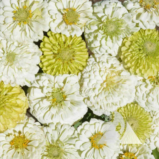 Zinnia Cut Flower Seeds Mix - Key Lime Pie Variety - Non-GMO, 200 Seeds - Attracts Pollinators & Butterflies
