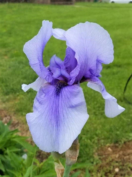 Tall Bearded Iris Rhizome - Perennial Plant - Purple Variety - Iris germanica