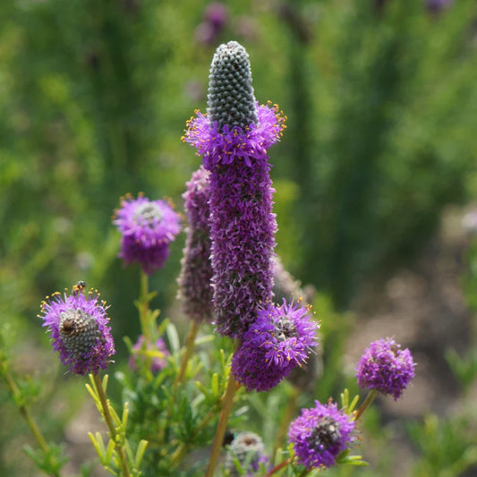 Purple Prairie Clover Seeds, Violet Clover, Attracts Pollinators, Dalea purpurea, Free Shipping