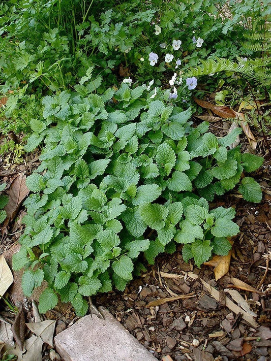 Lemon Balm Live Plant - 10 Lot Fresh Harvested Well Rooted Herb - Melissa officinalis - Priority Shipping Available