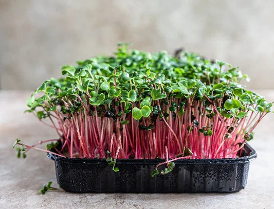 Red Arrow Radish Seeds Bulk 2500 Count | Microgreens for Garden | Raphanus sativus