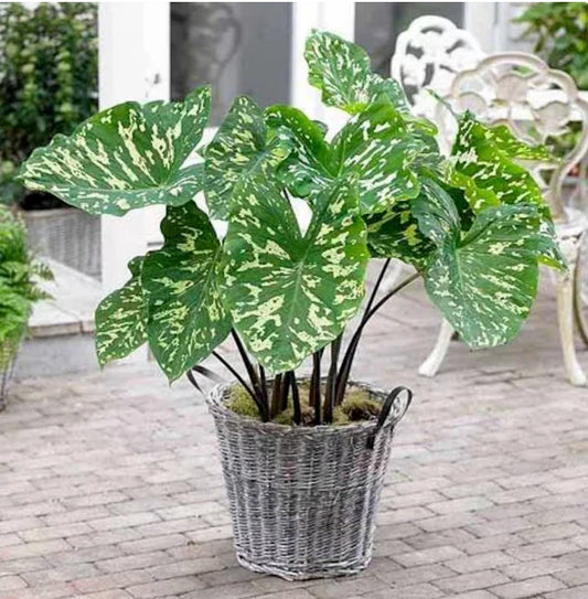 Elephant Ear Plant Starter - Small Rooted Alocasia - Hilo Beauty - USA Seller