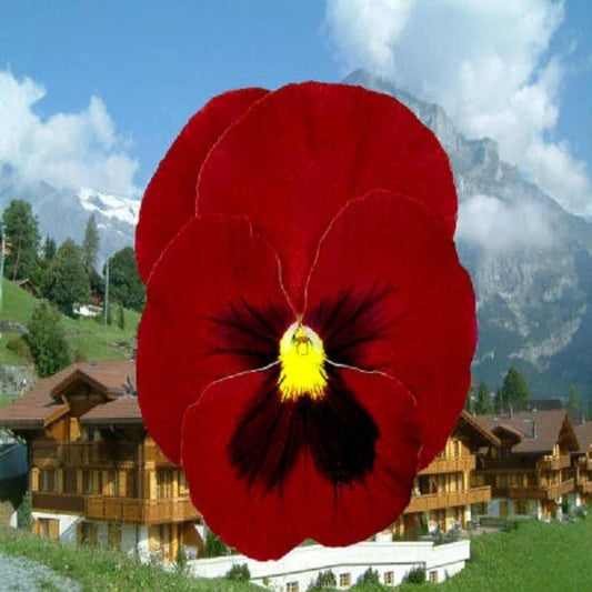Pansy Seeds - 50 Giant Clear Ruby Flower Seeds - Violas wittrockiana - Colorful Garden Planting