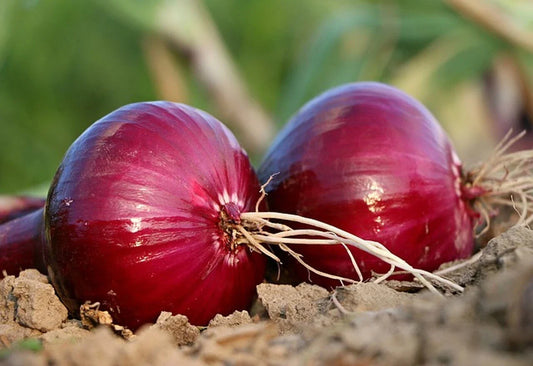 Red Grano Onion Seeds, Short Day, NON-GMO, Multiple Sizes, Allium cepa