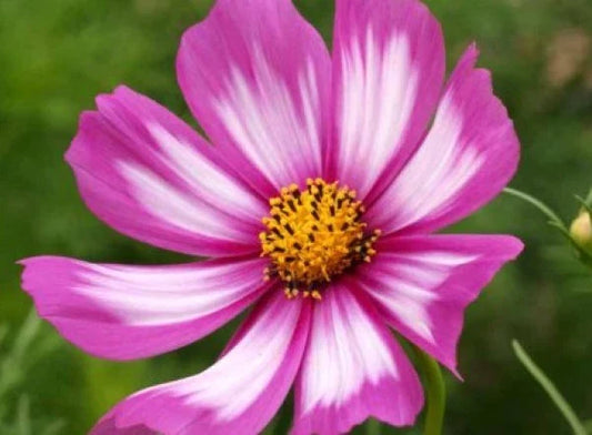 Cosmos Candystripe Flower Seeds - 30 Fresh Seeds, Colorful Blooms, Garden Annual, Cosmos bipinnatus - Free USA Shipping