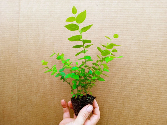 Blueberry Starter Plant 2-Pack Sunshine Blue Vaccinium corymbosum Healthy Live Plants