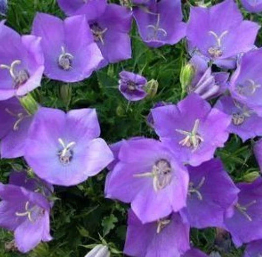 Tussock Bellflower Seeds 200 Count - Campanula carpatica - Fresh Seeds - Free USA Shipping