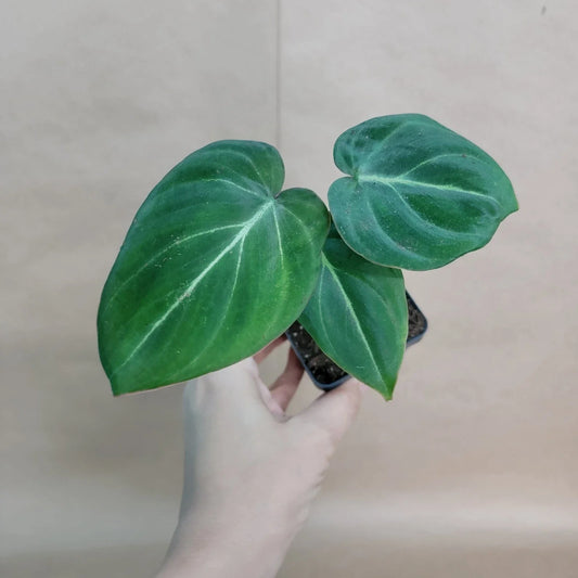 Philodendron Gloriosum Plant - 4” Pot - Rare Velvet Aroid - Healthy Rooted Live Plant
