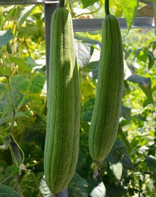 Sponge Dishcloth Gourd Seeds - 15+ Luffa Gourd Smooth Loofah (Chinese Sigua) - Versatile Gardening Seeds for USA