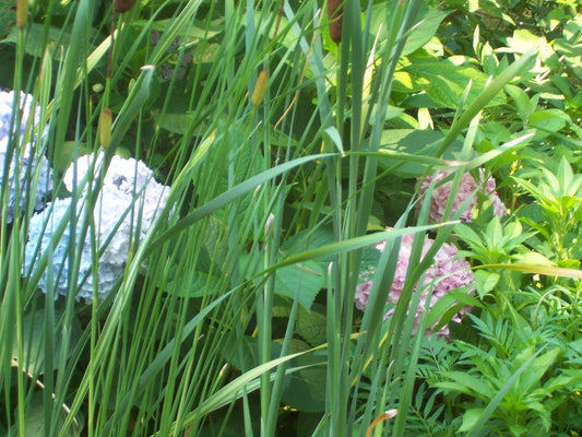 Dwarf Cattail Aquatic Plant - Organic Water Plant for Ponds - Typha minima