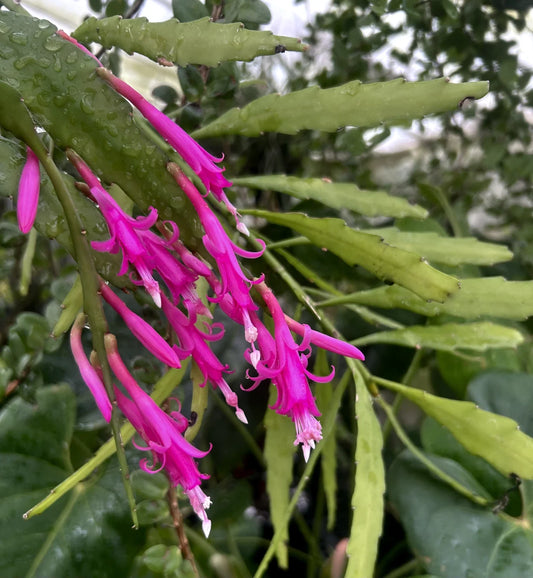 Disocactus x Vista Hermosa Cactus - Rare Gorgeous Hybrid - Temperature Tolerant Plant