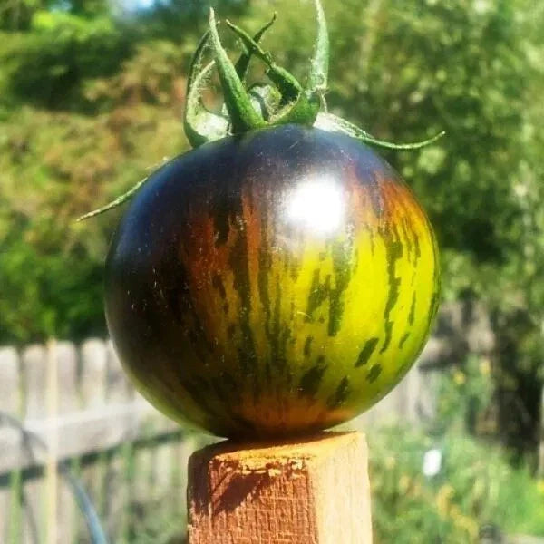 Green Zebra Tomato Seeds - 10+ Heirloom, Non-GMO, Organic - Fresh Seeds for Home Gardening