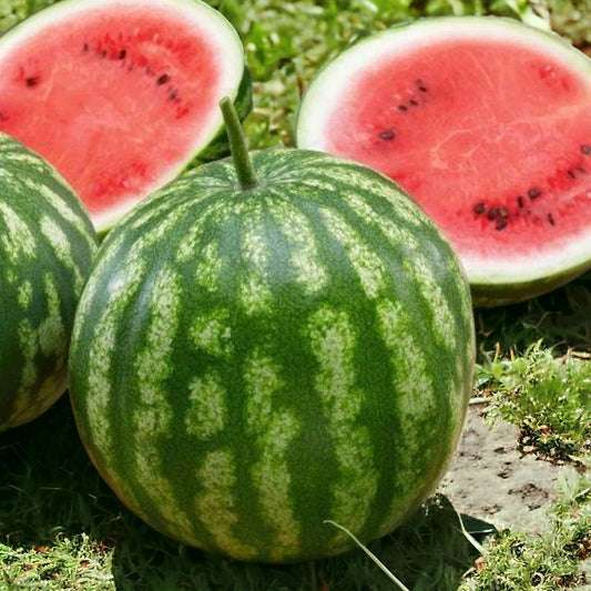Sugar Baby Watermelon Seeds 45pcs - Heirloom Non-GMO Fruit Seeds for Planting (Citrullus lanatus)