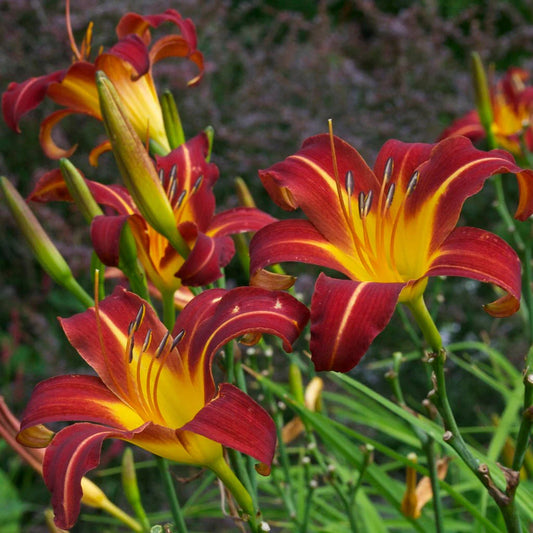 Daylily Bare Root Plants 25 Pack Autumn Red Hemerocallis