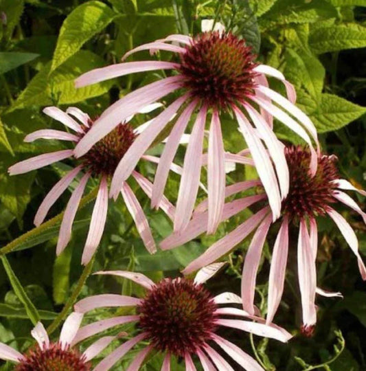 Coneflower Seeds - 200 Non-GMO Pale Purple Perennial for Medicinal Use & Pollinators - Echinacea Purpurea