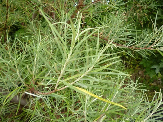 Rosemary Willow Tree Cuttings - 24 Pack - Attractive Landscape or Privacy Bush - Salix rosemary