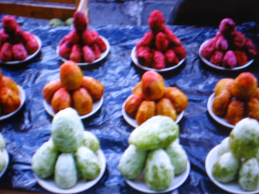 Edible Cactus Seeds 9 Pack - Harvesting & Recipe Guide - Opuntia (Prickly Pear) Fruit & Pads