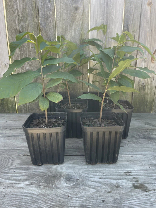 Potted Pawpaw Trees 2 Yr Old 1gal Asimina triloba - Ready to Plant 4 Pack