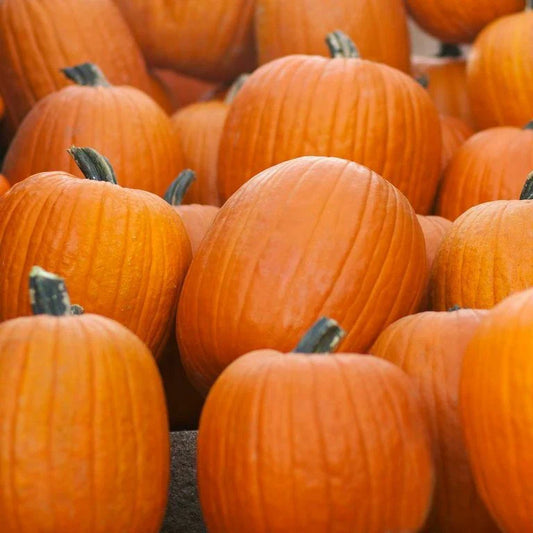 Jack O' Lantern Pumpkin Seeds | Heirloom Non-GMO | Free Shipping | Cucurbita pepo